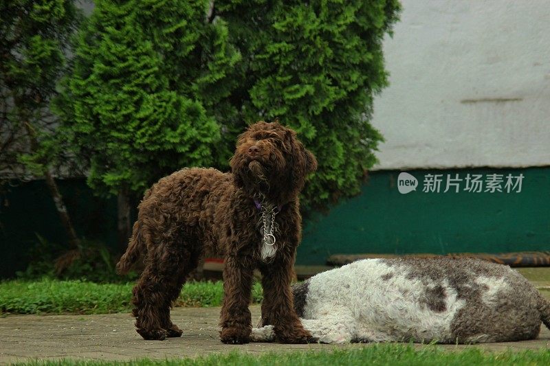 动物家庭两只母狗Lagotto Romagnolo